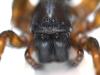 Amaurobius sp.